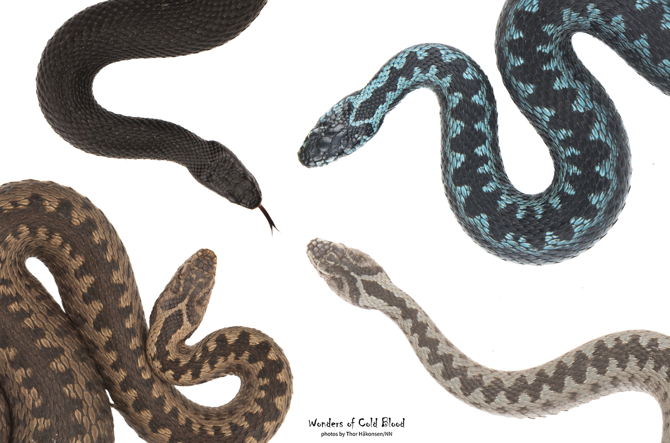 Fire huggormer i forskjellige farger: svart, blåmønstret, brunmønstret og lys med mørke mønstre